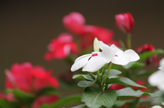 花相撲