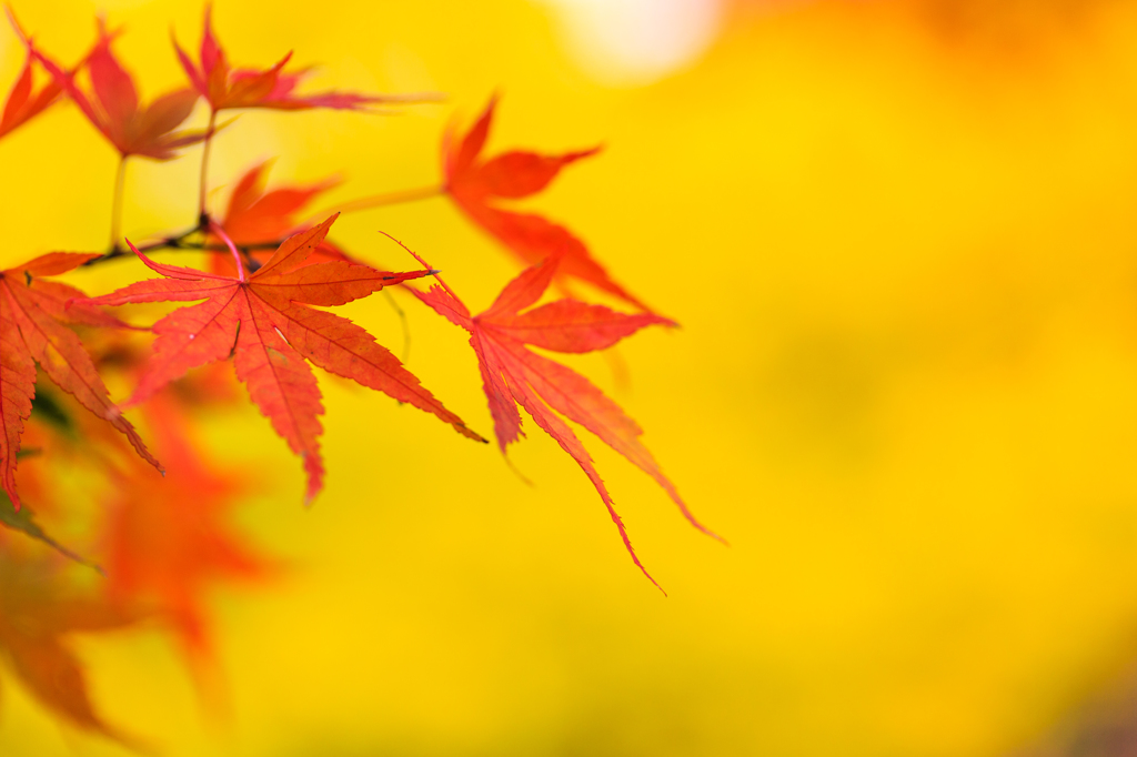 紅黄葉