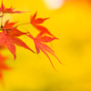 紅黄葉