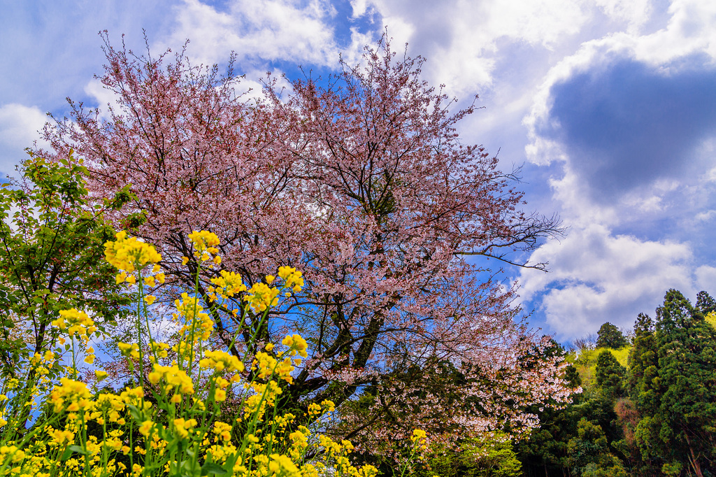 飯給桜