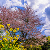 飯給桜