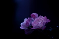 淡