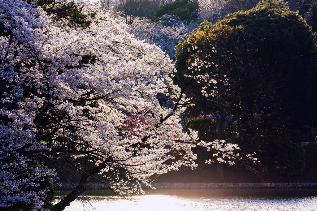 桜舞う