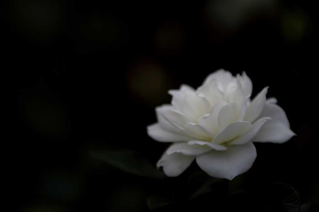 朧