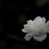 朧