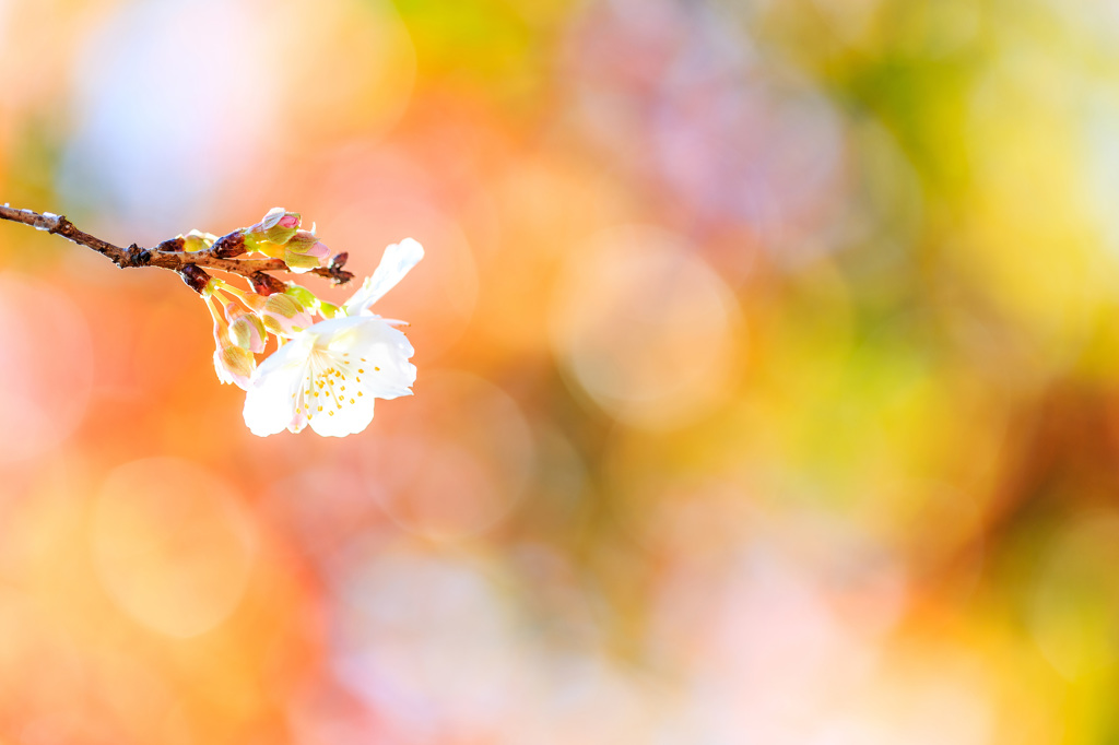 Winter blossom