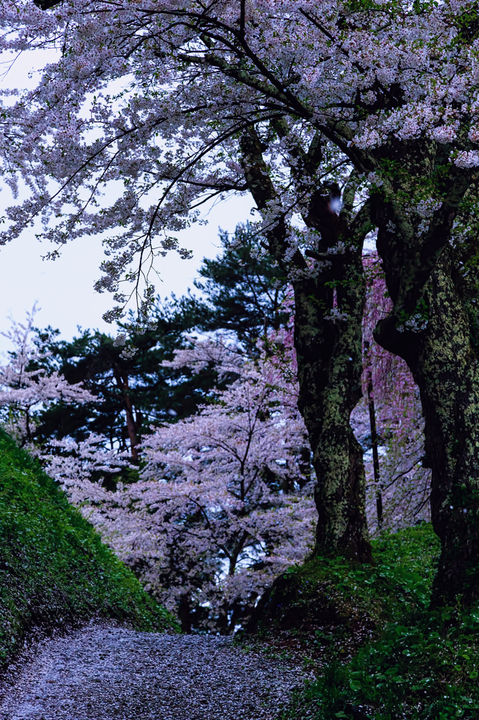 桜小道