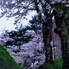 桜小道