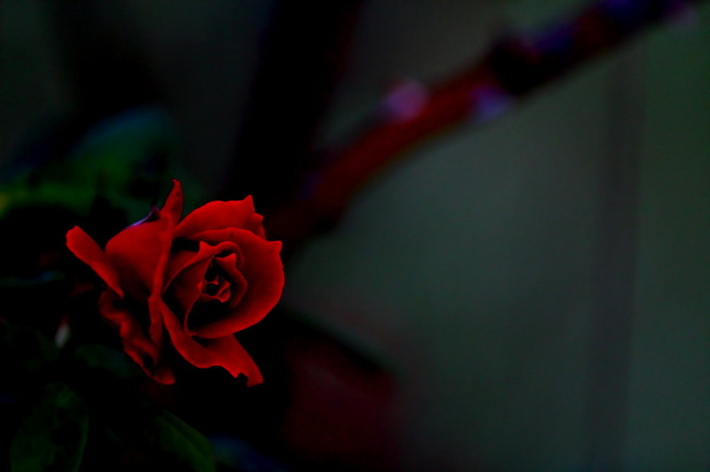 Aduｌｔic Rose
