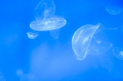 Jellyfish