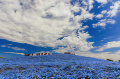 Nemophila