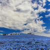 Nemophila