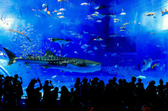 美ら海水族館