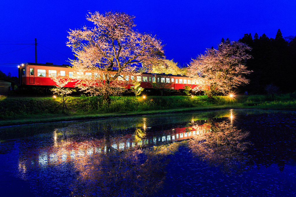 飯給夜桜