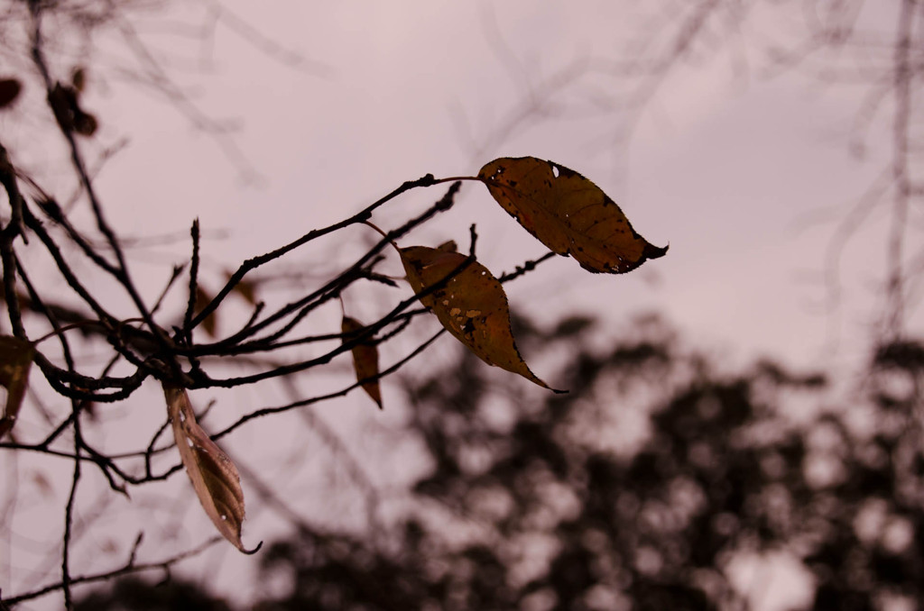 Still leaves
