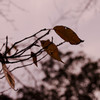 Still leaves