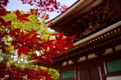 朱色に対峙