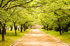 新緑的隧道