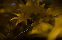 Yellow　Storm