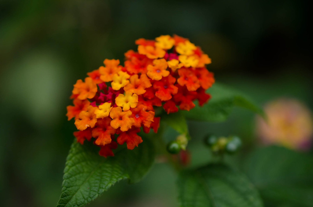 ランタナの花