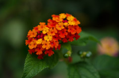 ランタナの花