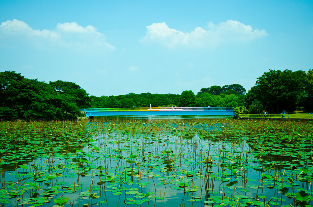Bridge over the lotus pond