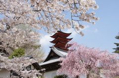 二桜