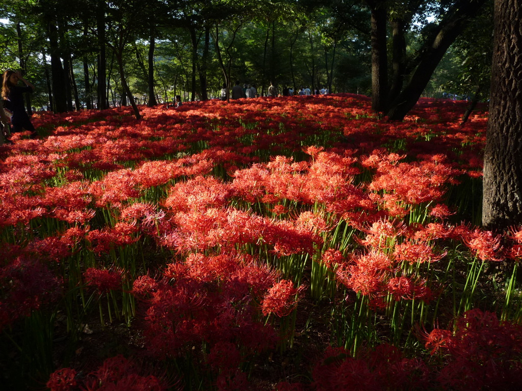 紅世界