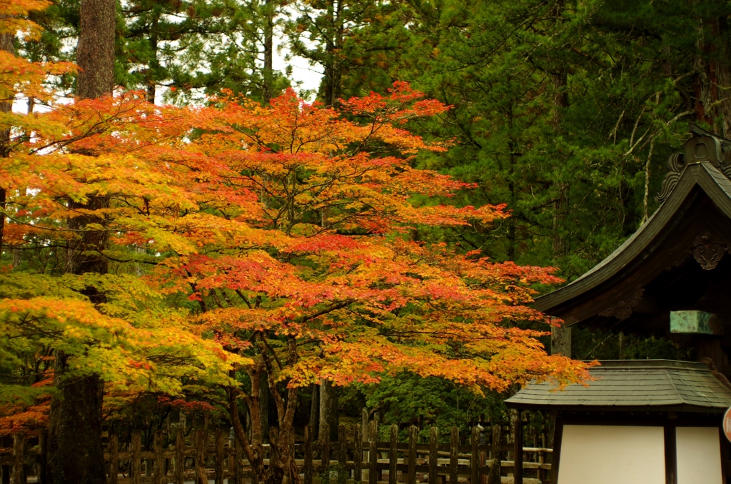 高野山