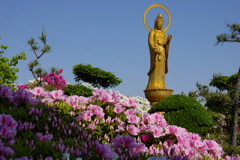 法雲寺　つつじ
