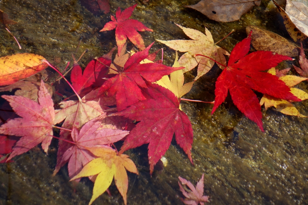 水中の紅葉