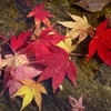 水中の紅葉