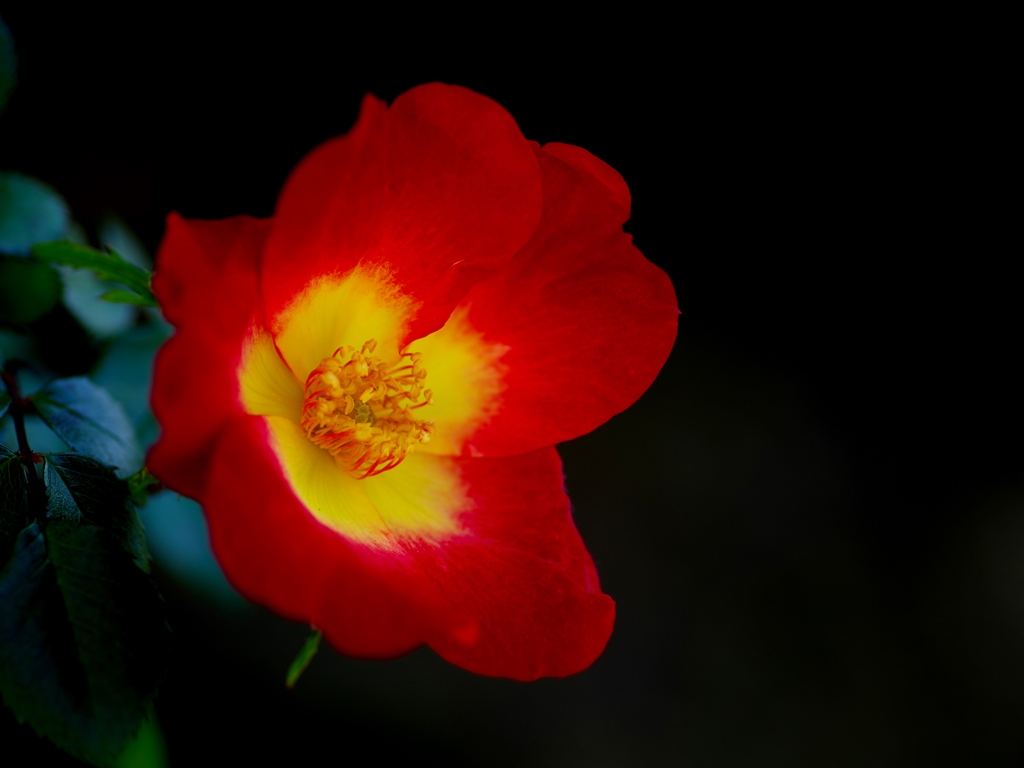 flower1