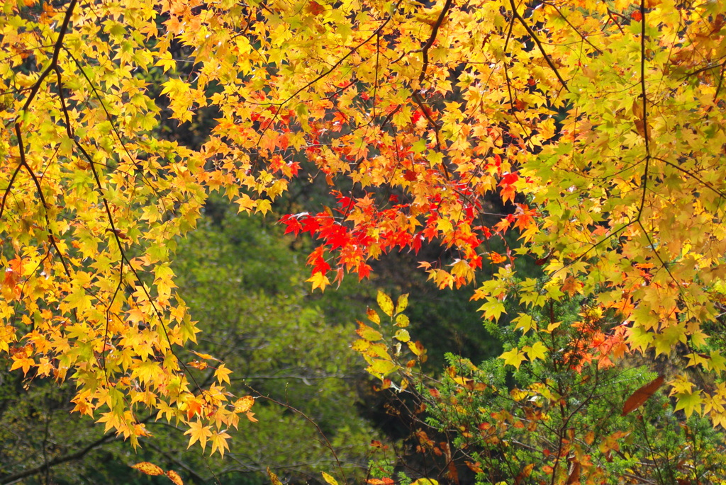 紅葉2
