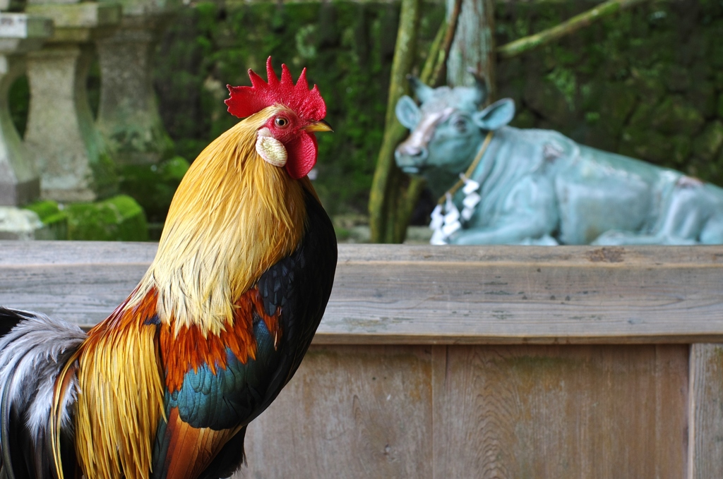 牛とにらめっこ