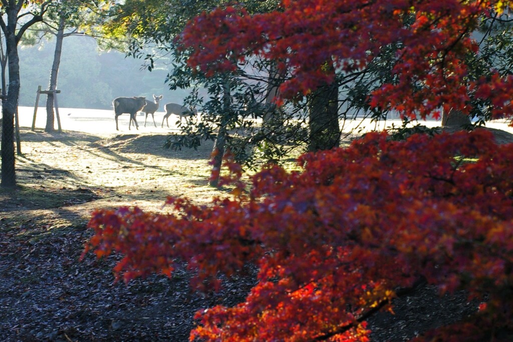 奈良公園