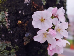 桜１