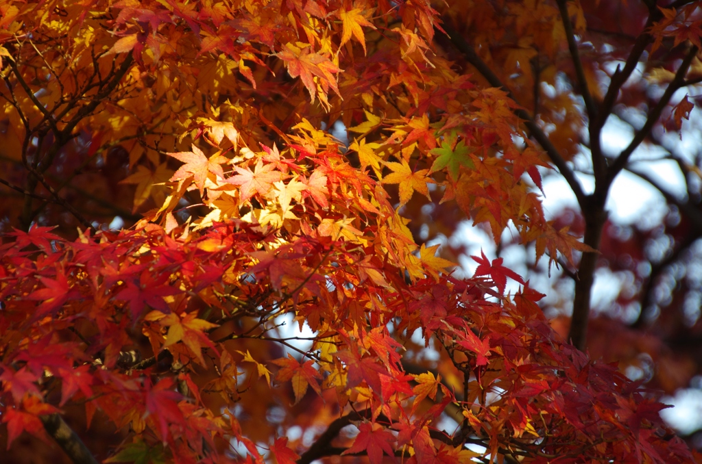 奈良公園-紅葉