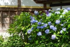高野山