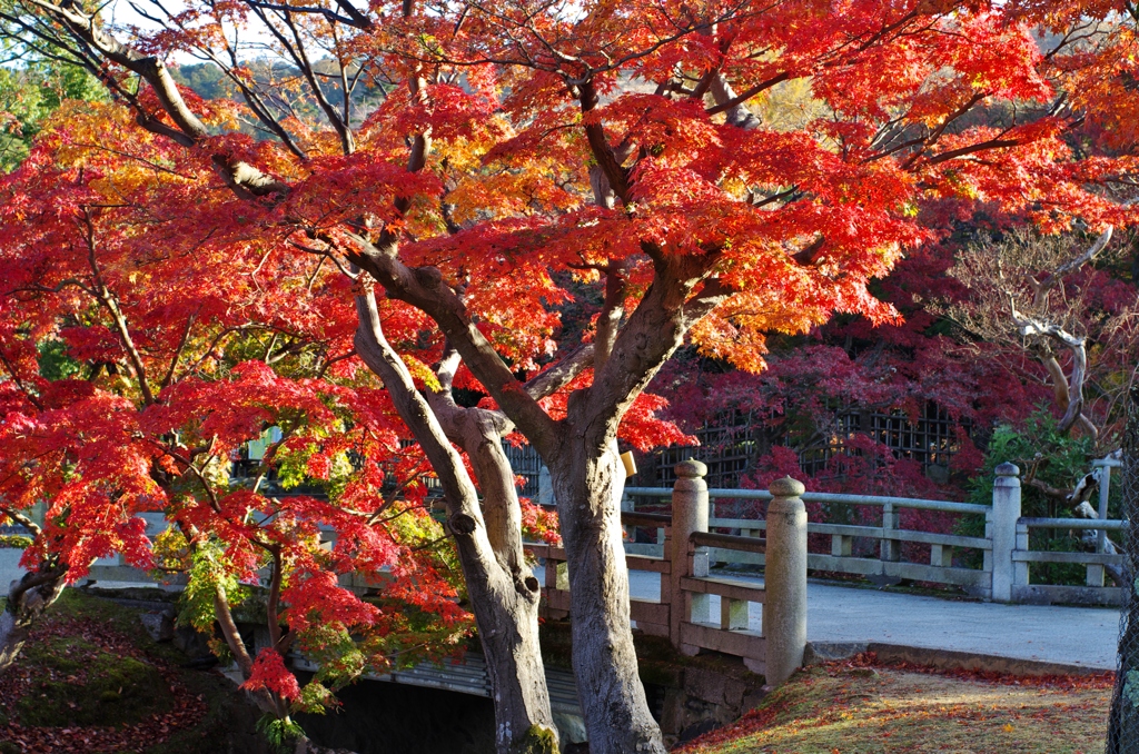 奈良公園-紅葉
