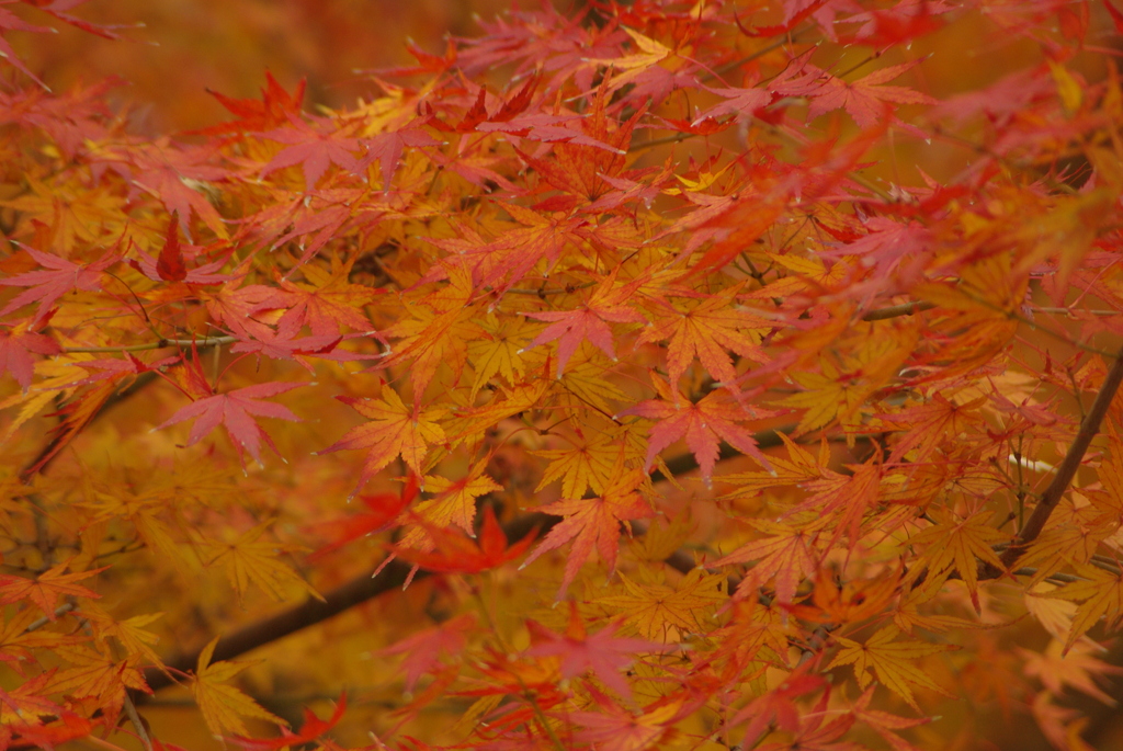 紅葉もみじ