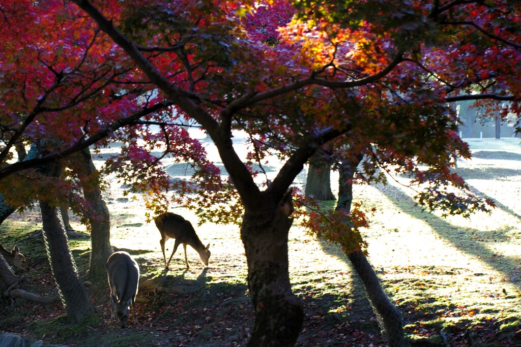 奈良公園