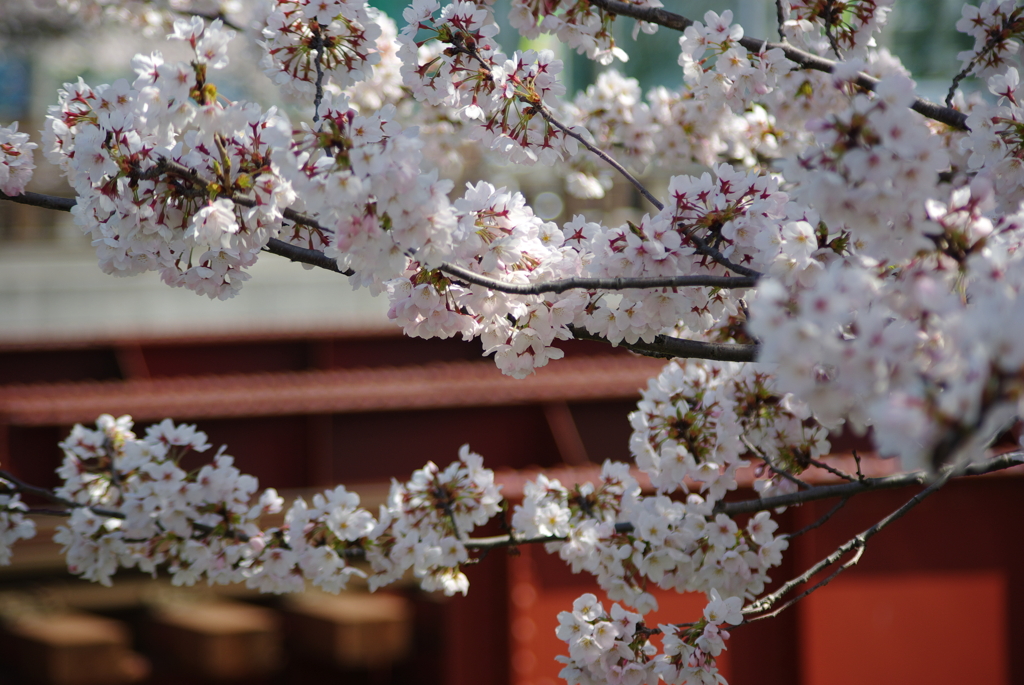 鉄橋と桜