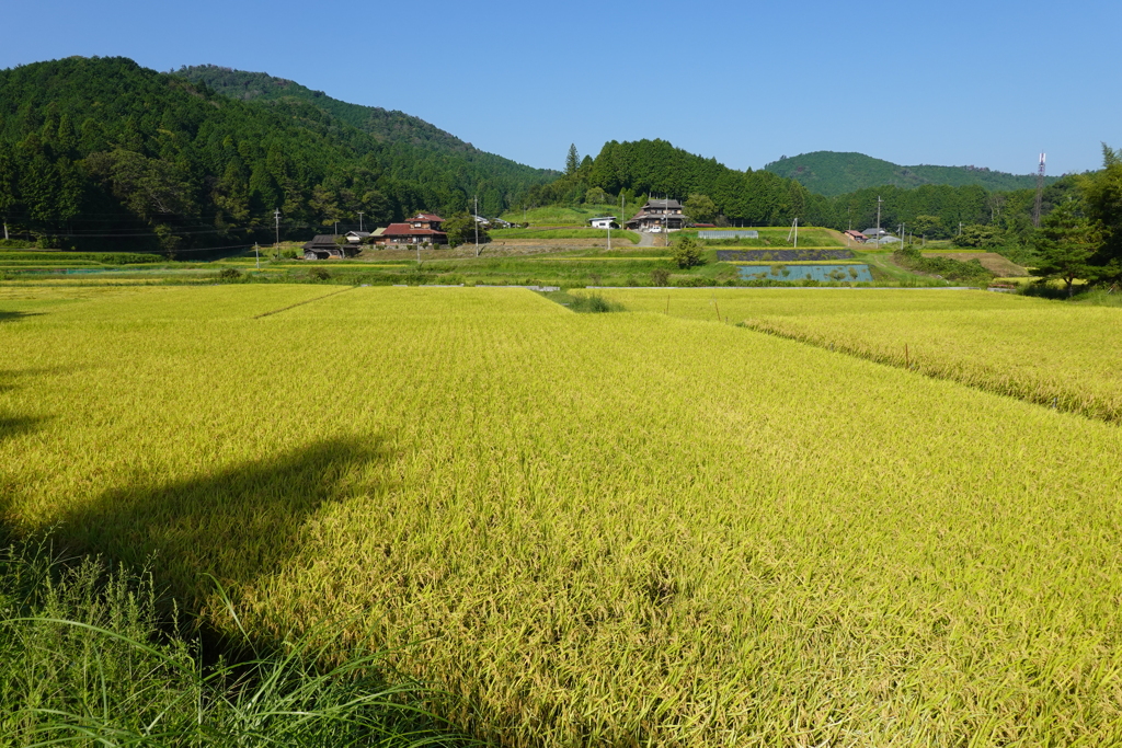 田園