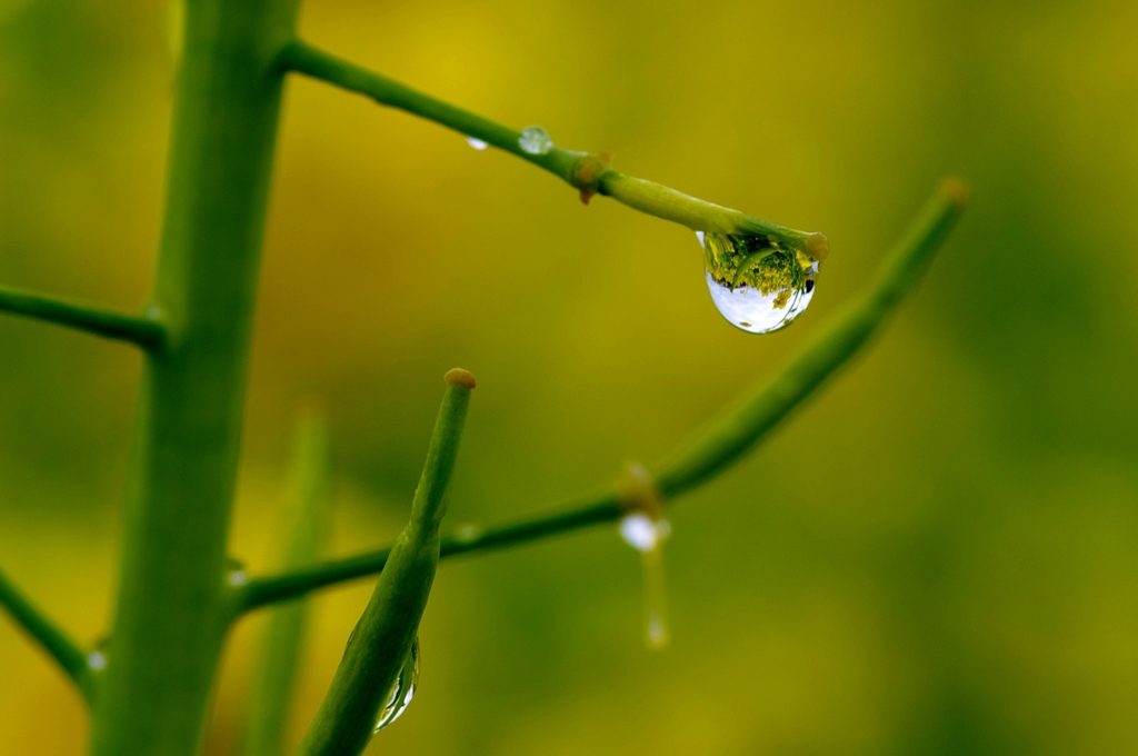 菜の花