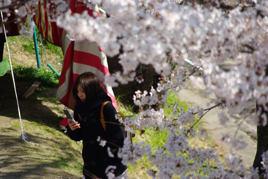 桜の木の下で