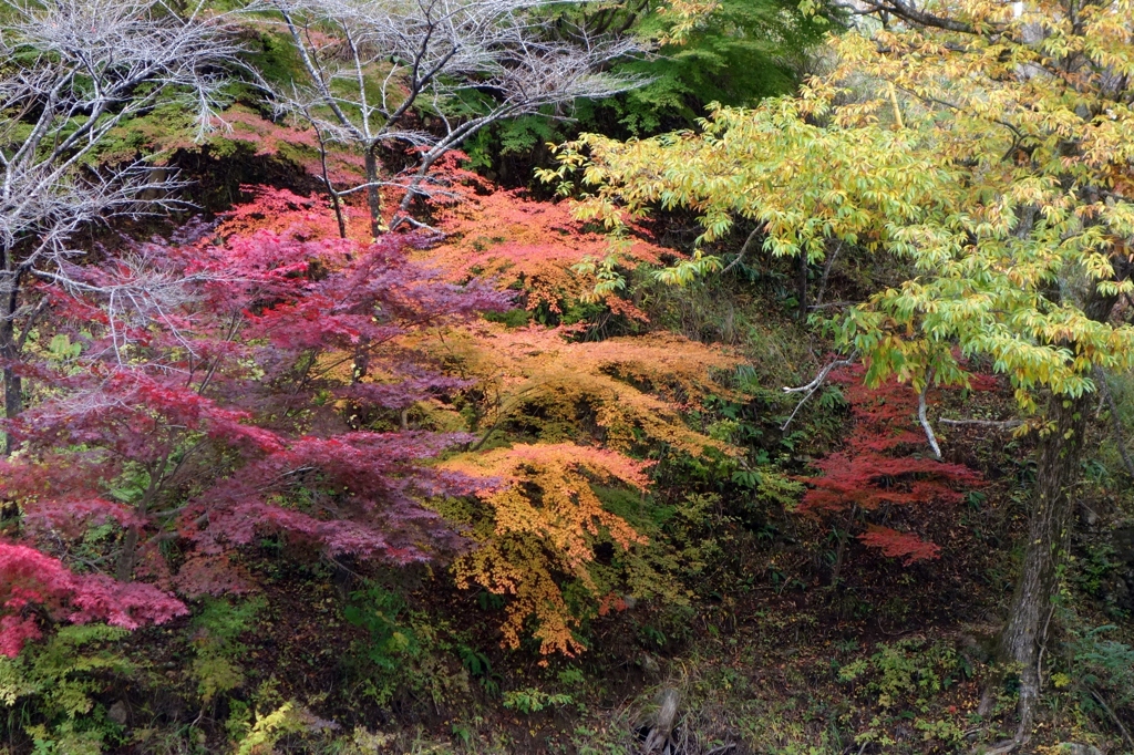 山紅葉2