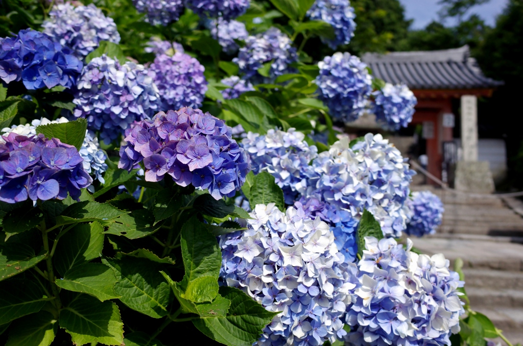 矢田寺1