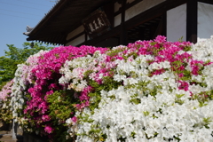 法雲寺　つつじ