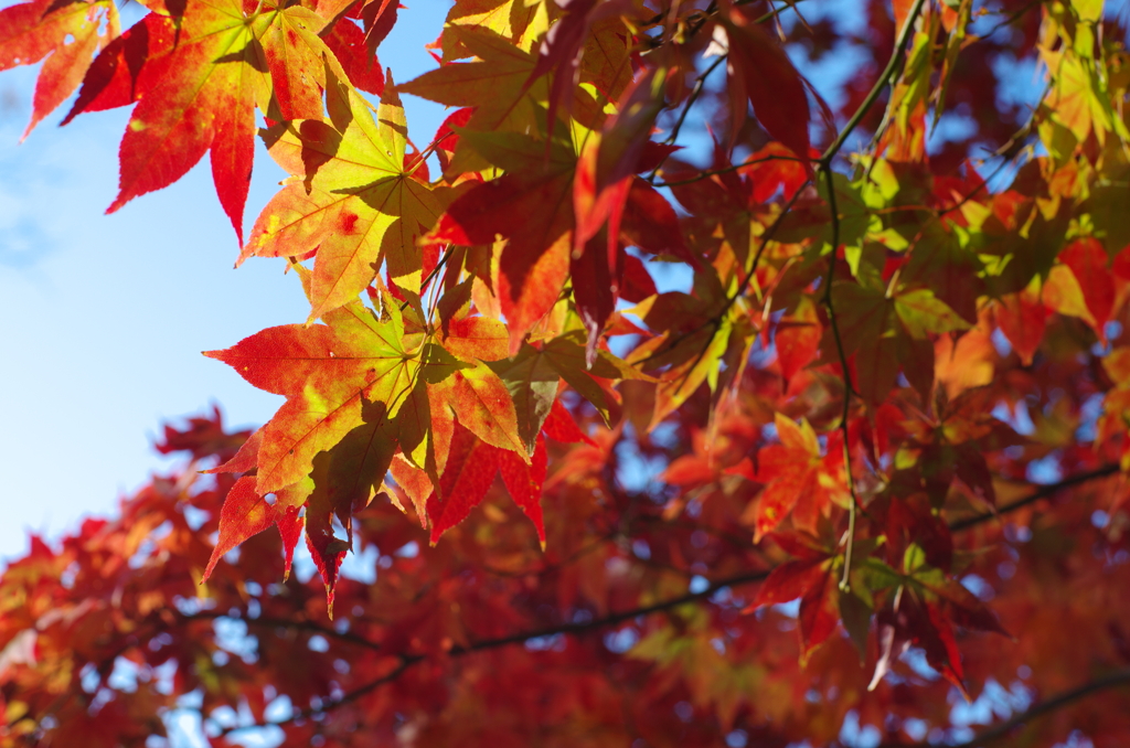 奈良公園-紅葉